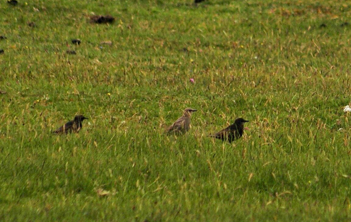 European Starling - ML639033438