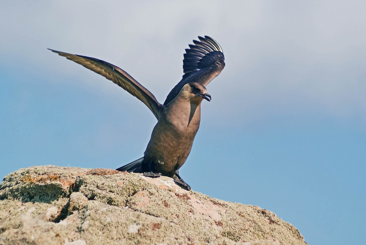 Parasitic Jaeger - ML639033449