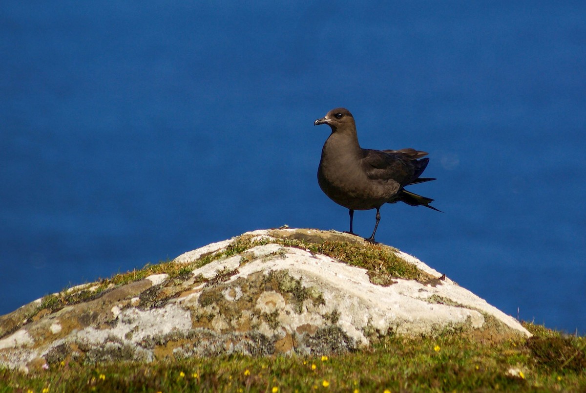 Parasitic Jaeger - ML639033450