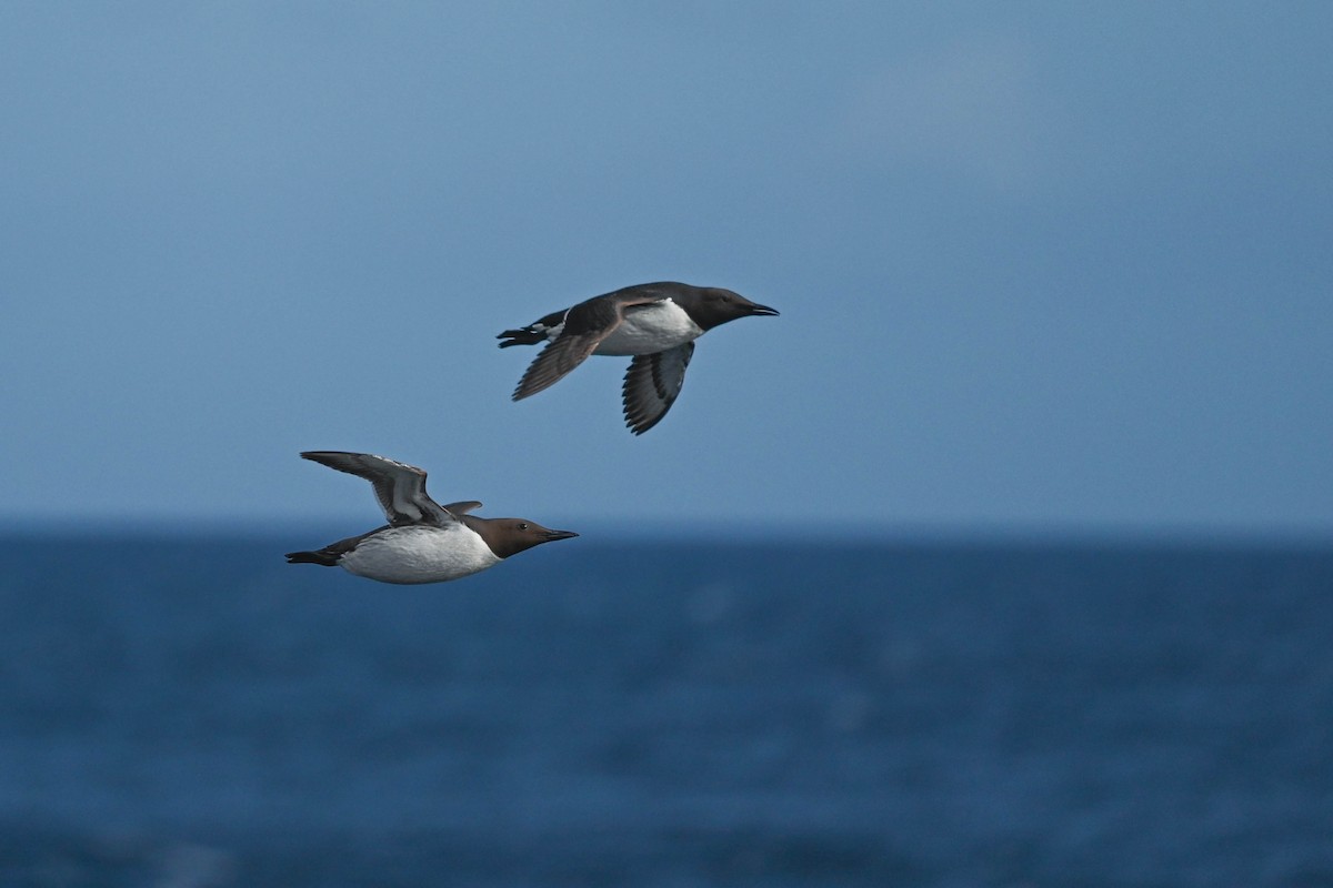 Common Murre - ML639033467