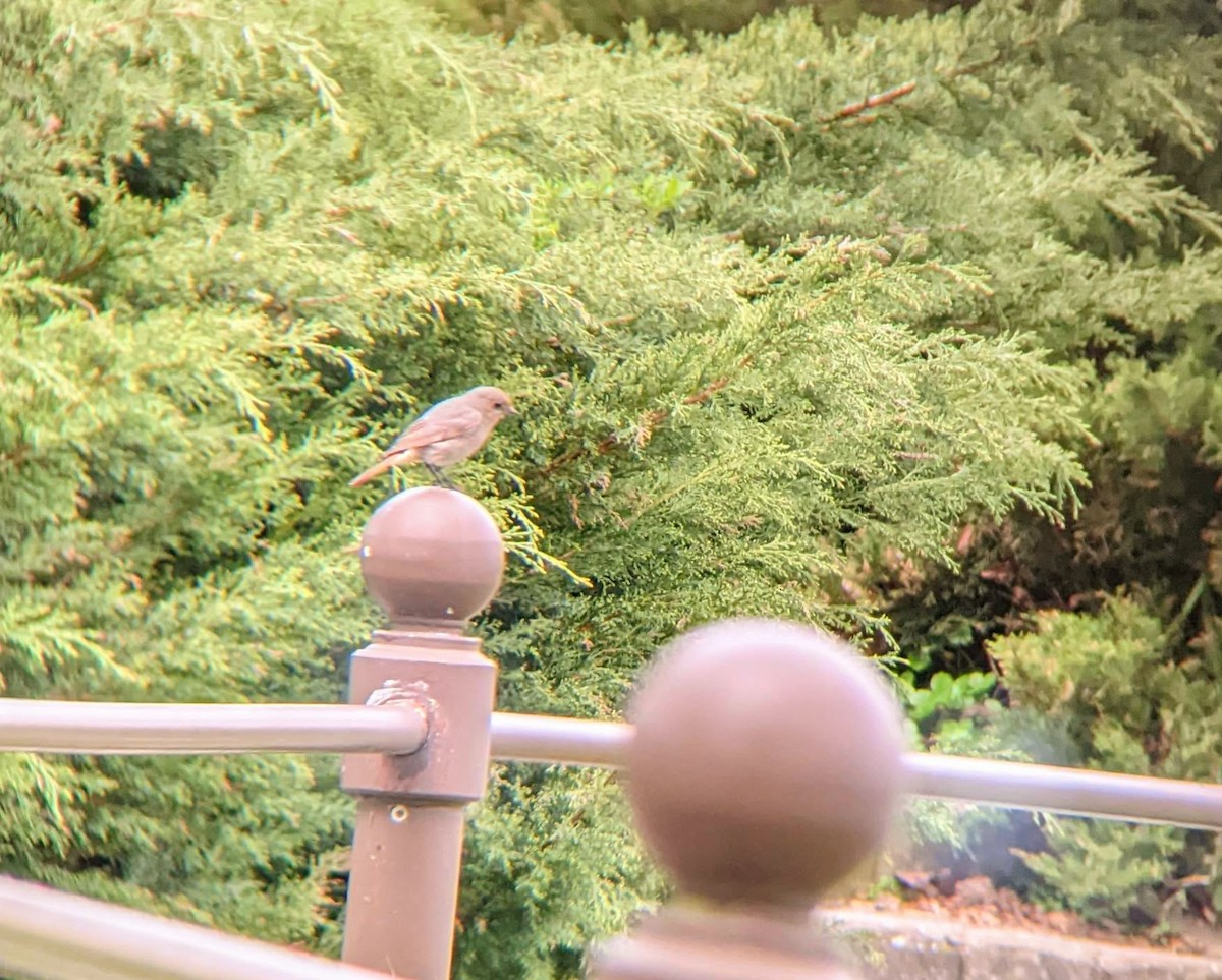 Black Redstart - ML639033472