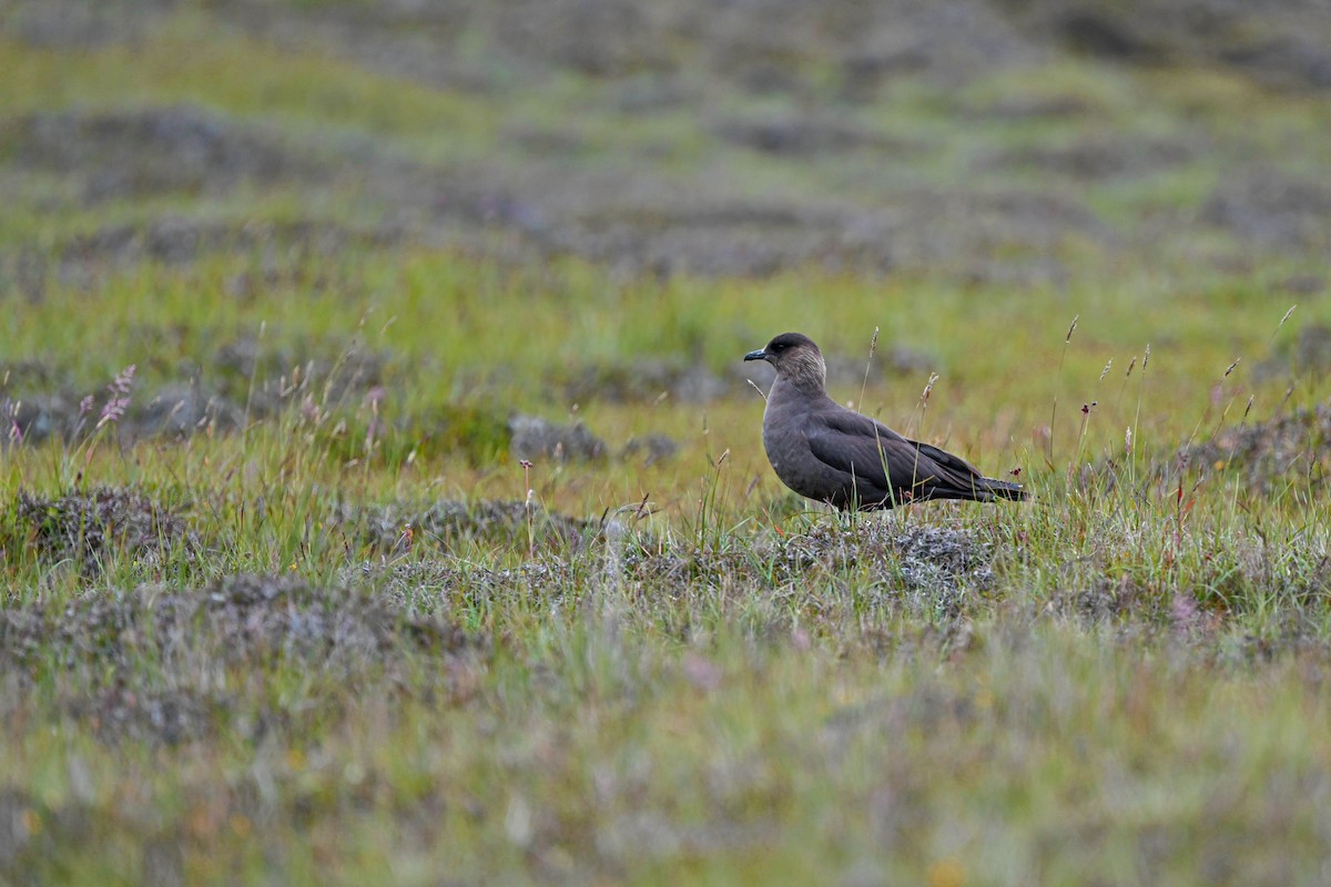Parasitic Jaeger - ML639033485