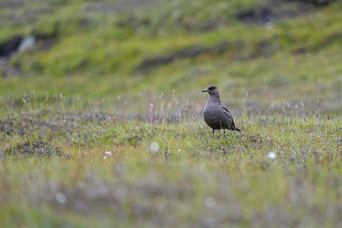 Parasitic Jaeger - ML639033486