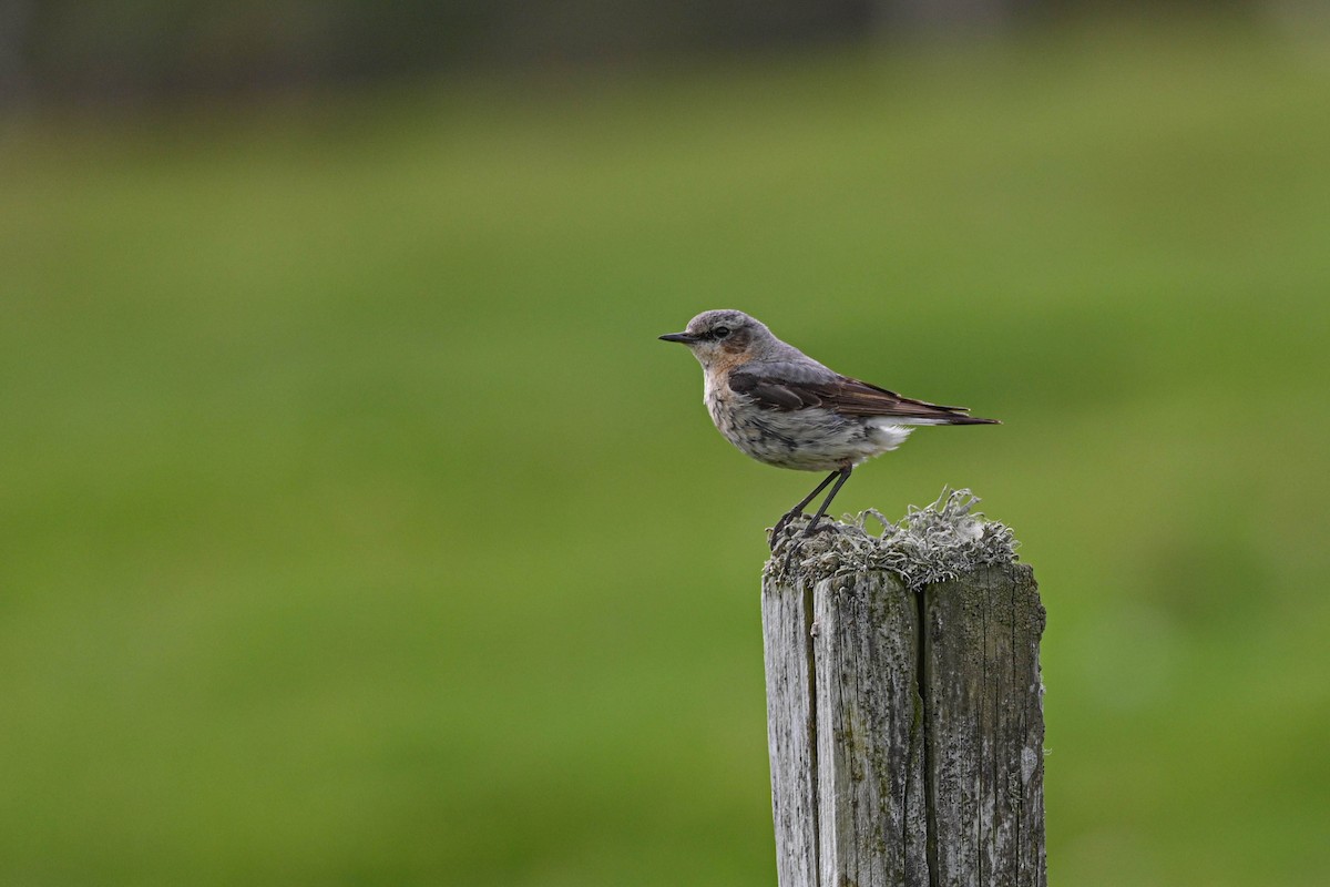 Northern Wheatear - ML639033508