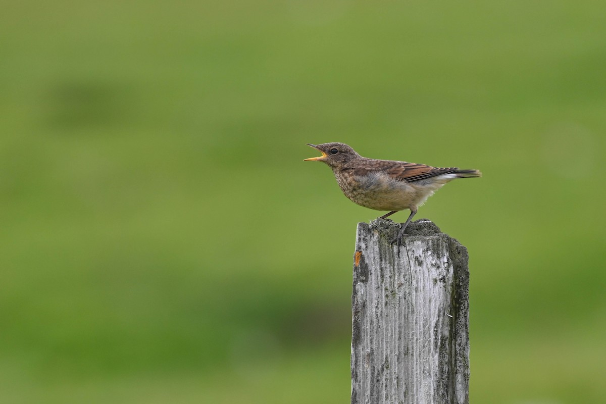 Northern Wheatear - ML639033509