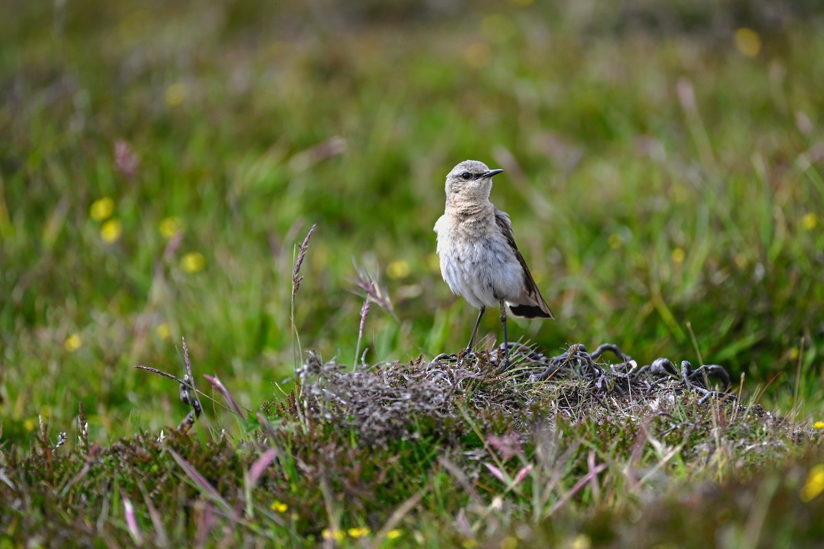 Northern Wheatear - ML639033510