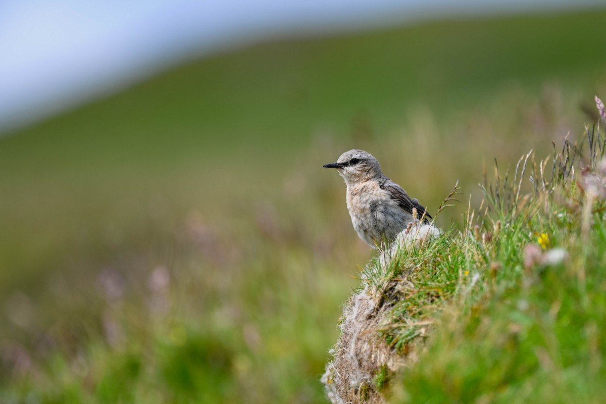 Northern Wheatear - ML639033512