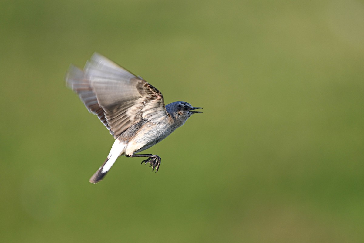 Northern Wheatear - ML639033513