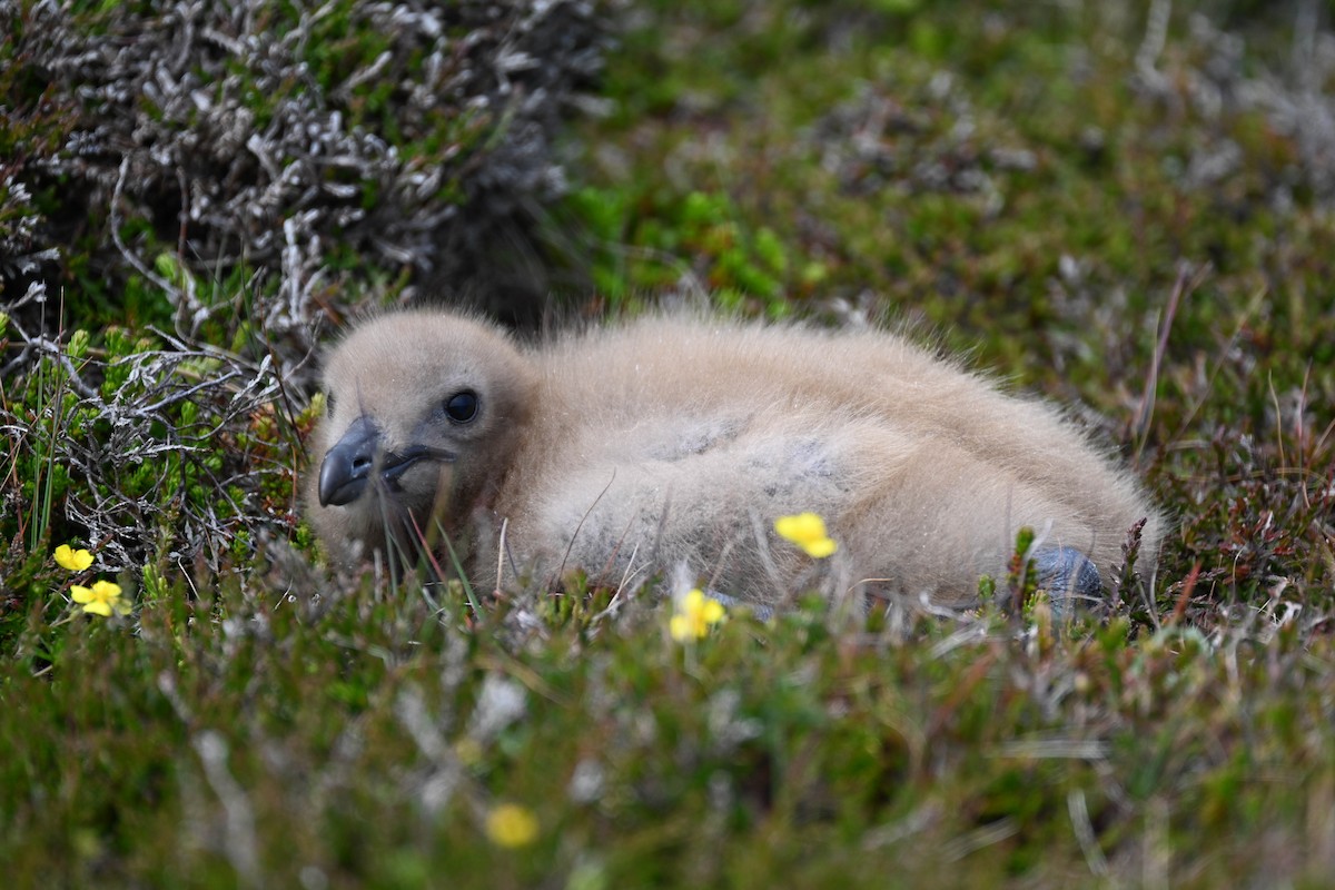 Great Skua - ML639033544