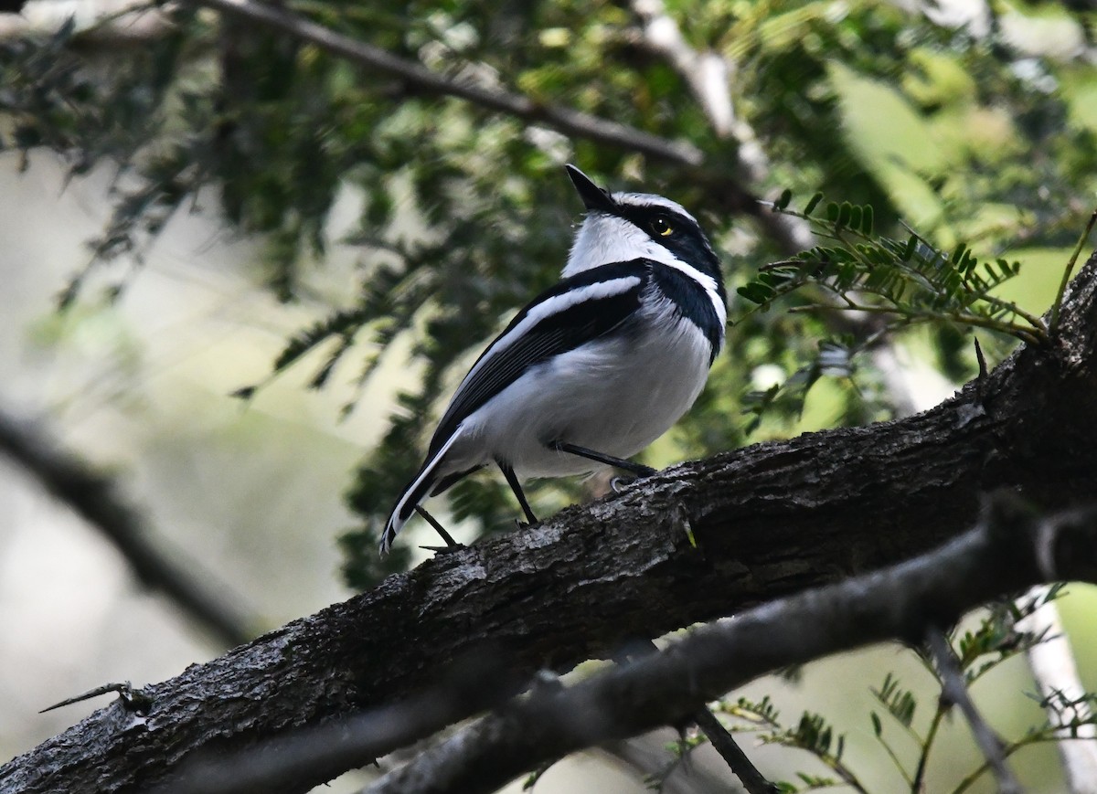 Chinspot Batis - ML639033546
