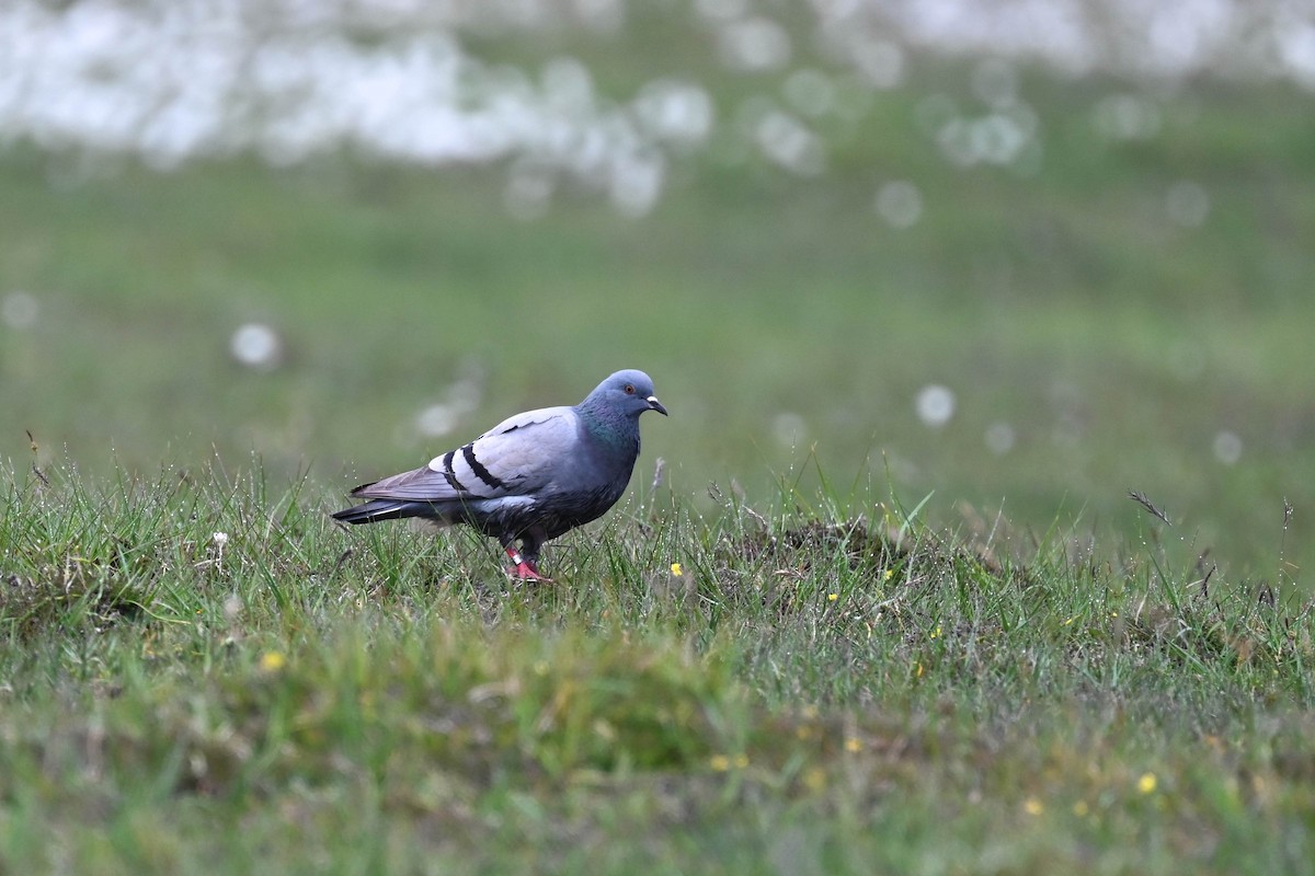Rock Pigeon - ML639033556