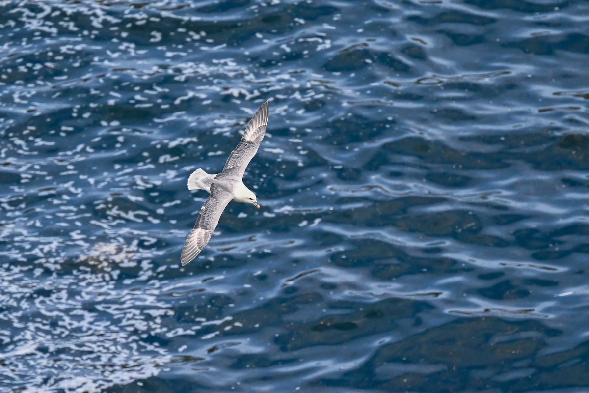 Northern Fulmar - ML639033560