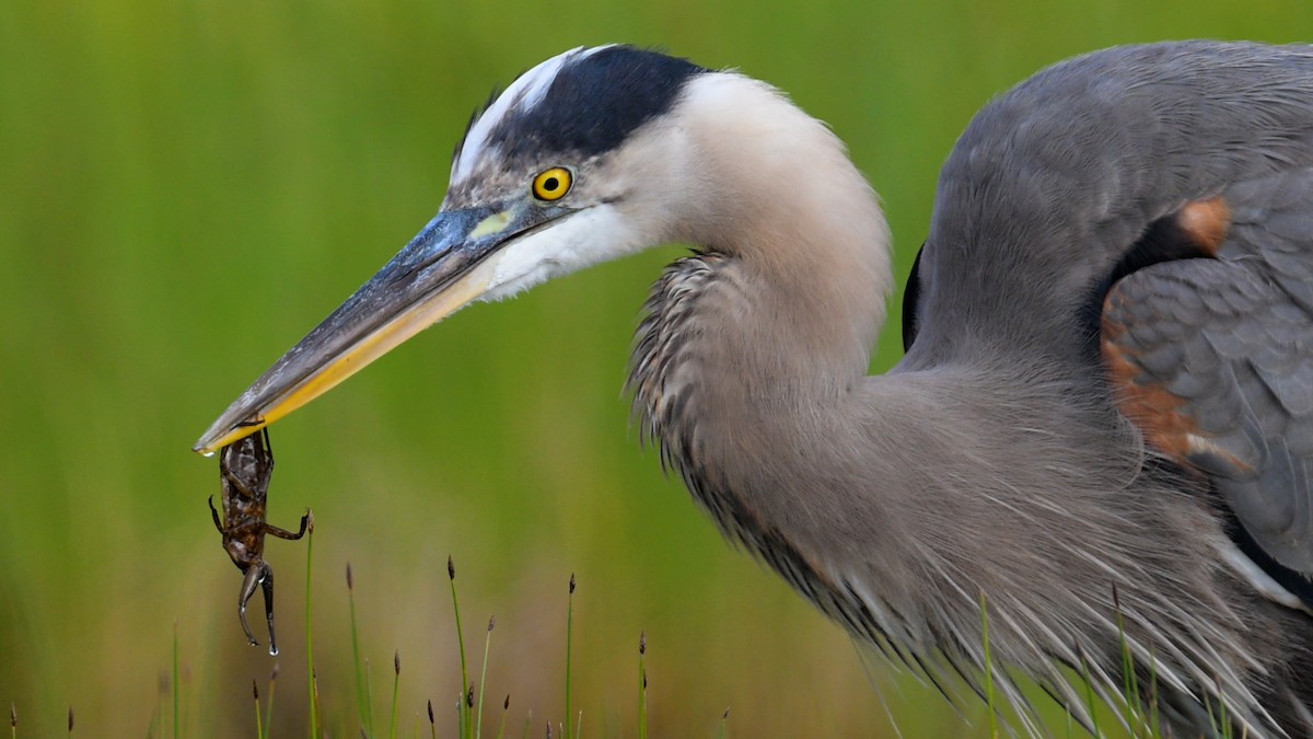 Great Blue Heron - ML639033564