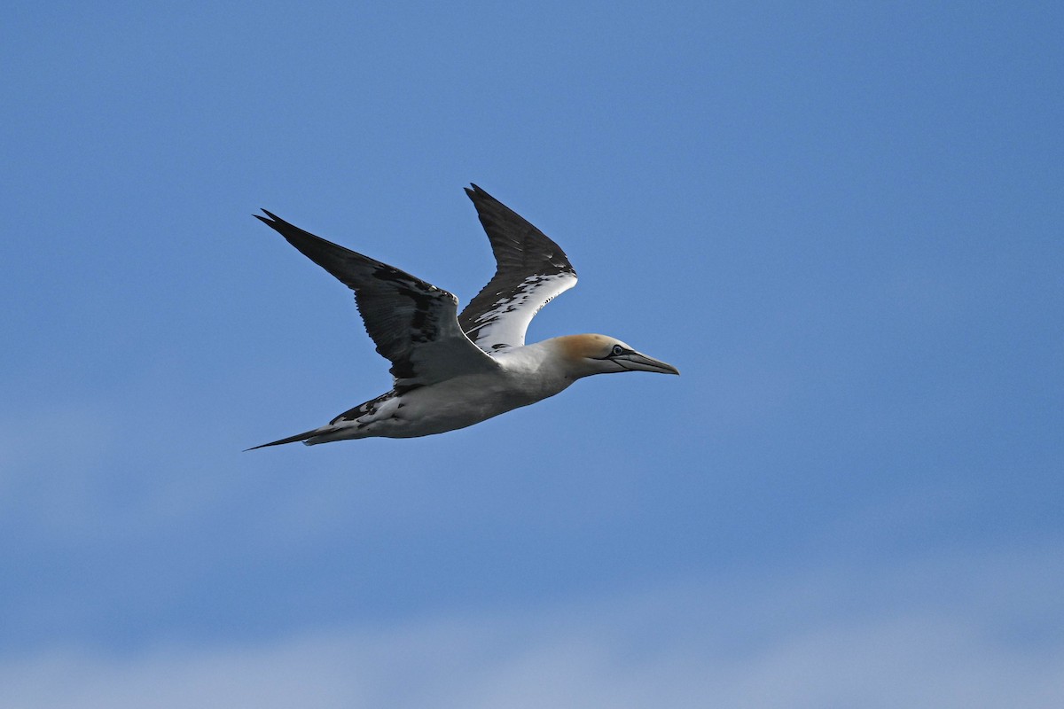Northern Gannet - ML639033568
