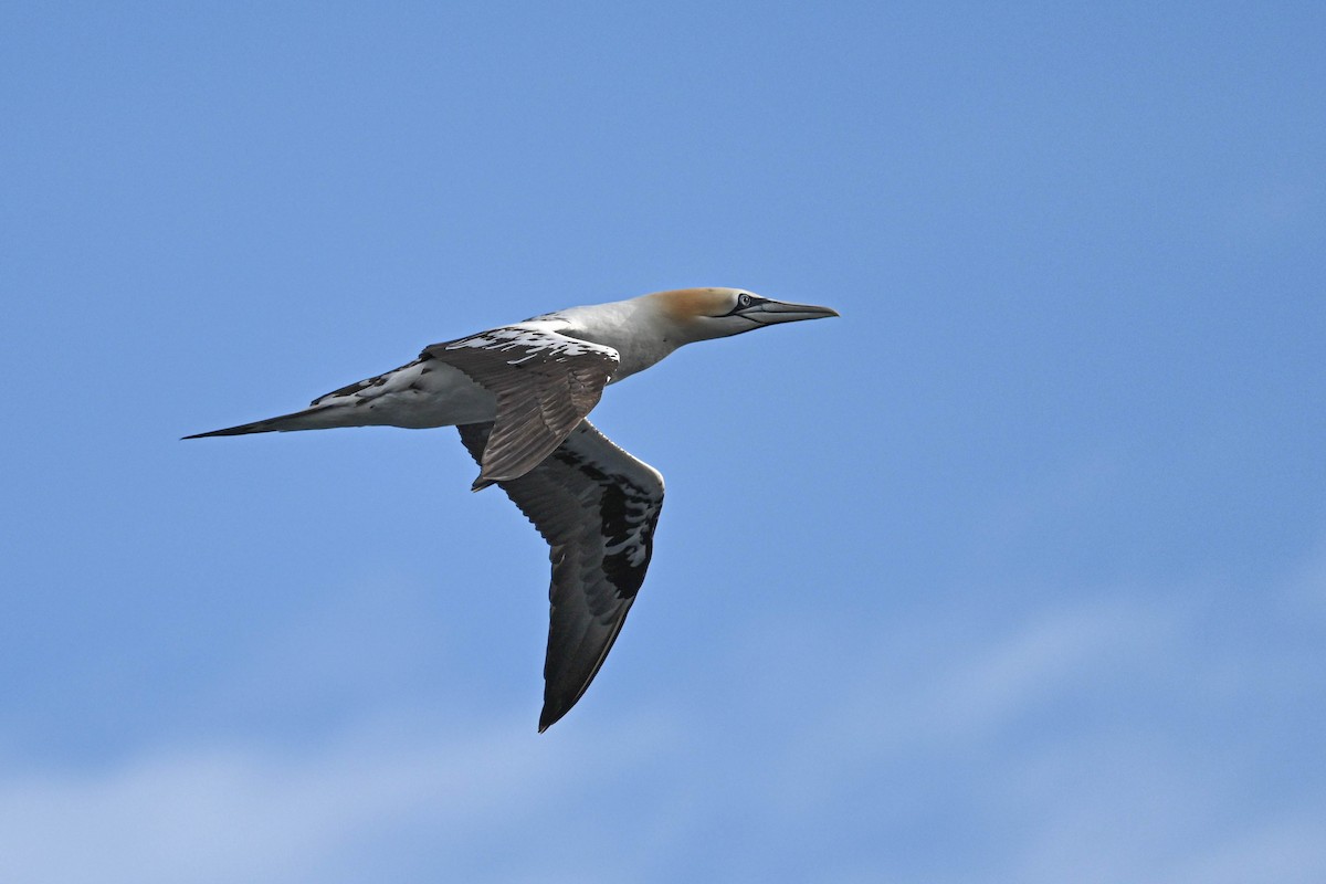 Northern Gannet - ML639033569