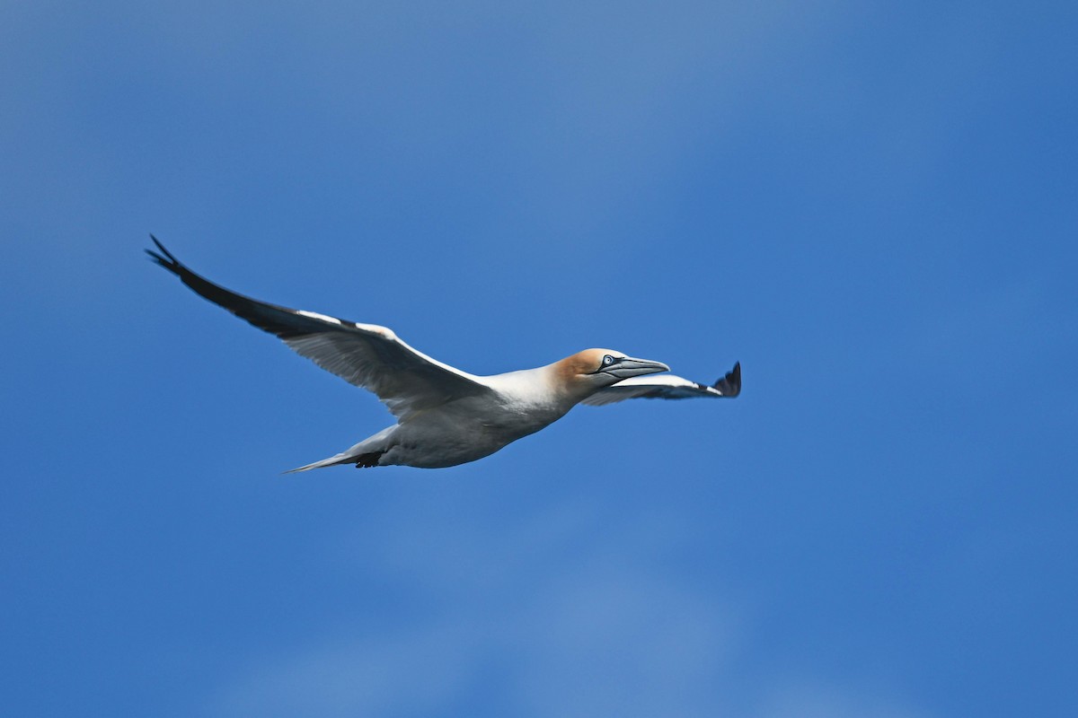 Northern Gannet - ML639033570