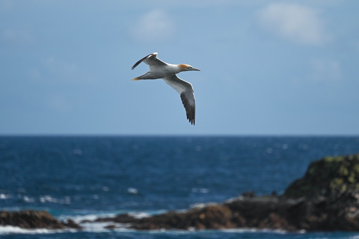 Northern Gannet - ML639033571