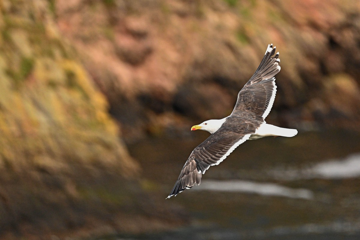 Great Black-backed Gull - ML639033578