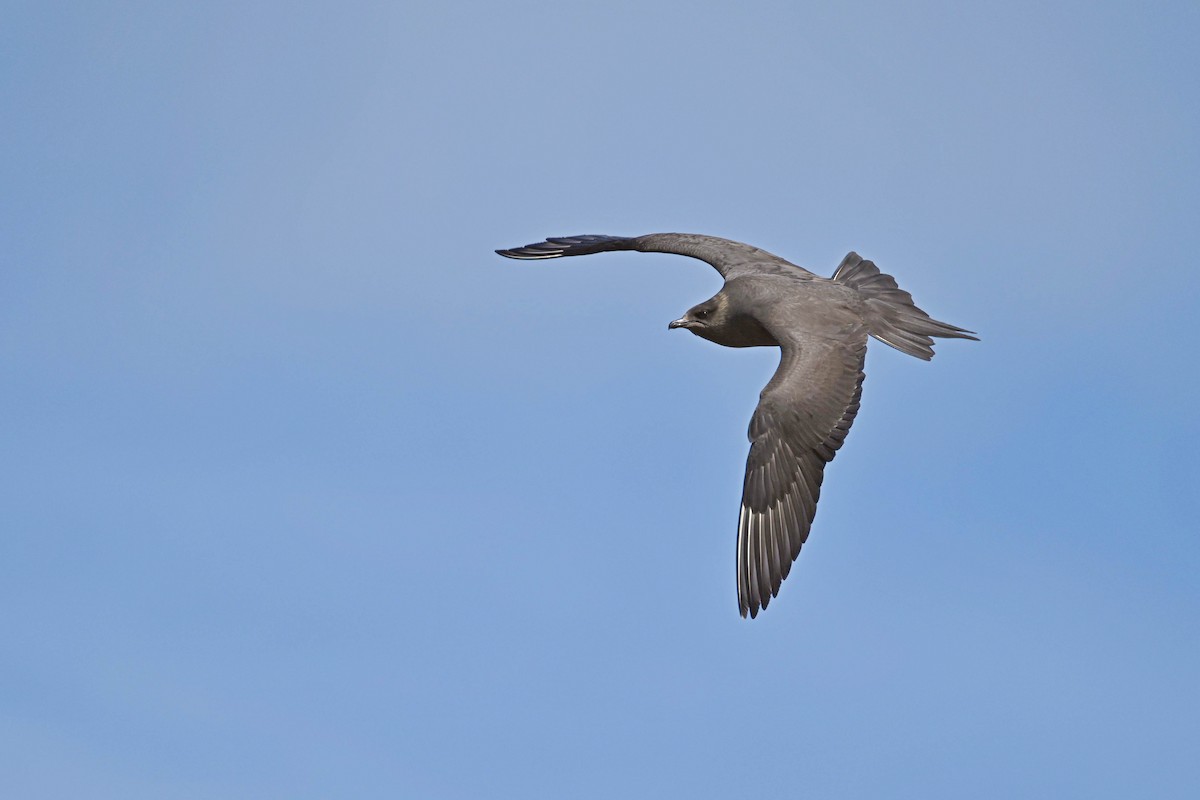 Parasitic Jaeger - ML639033582
