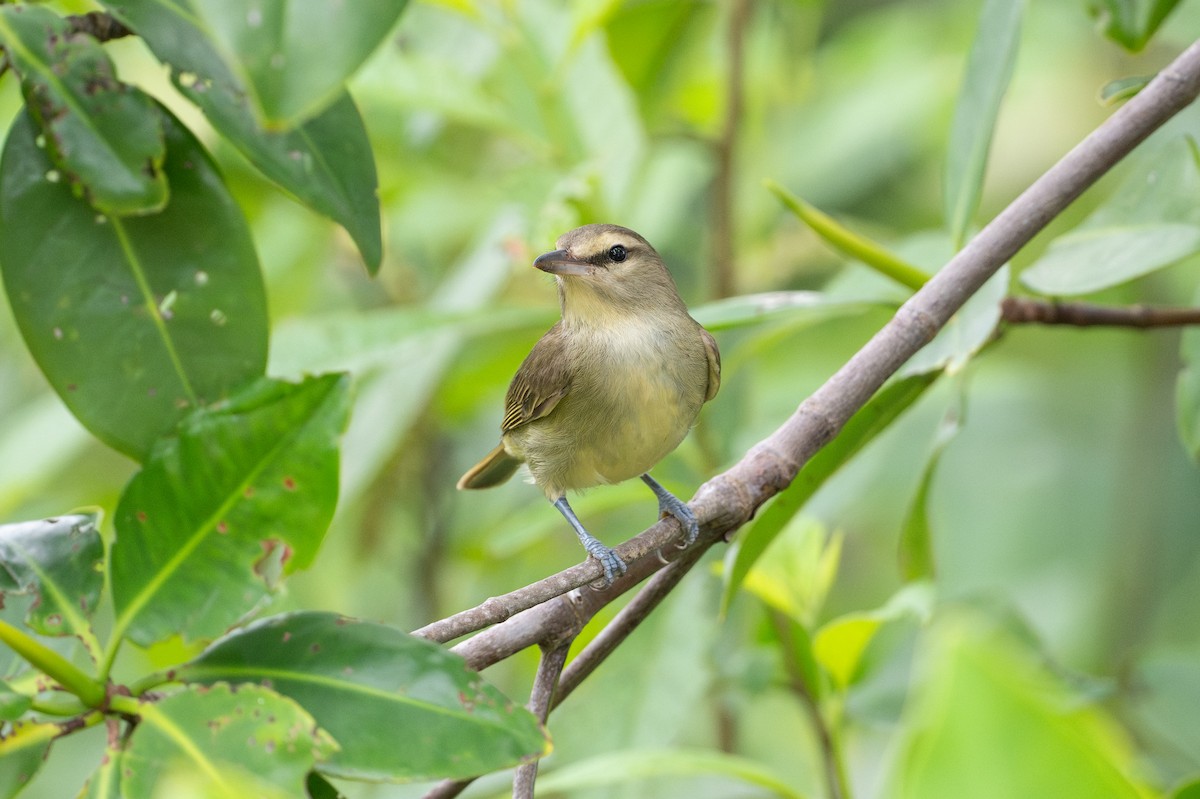 Yucatan Vireo - ML639033596