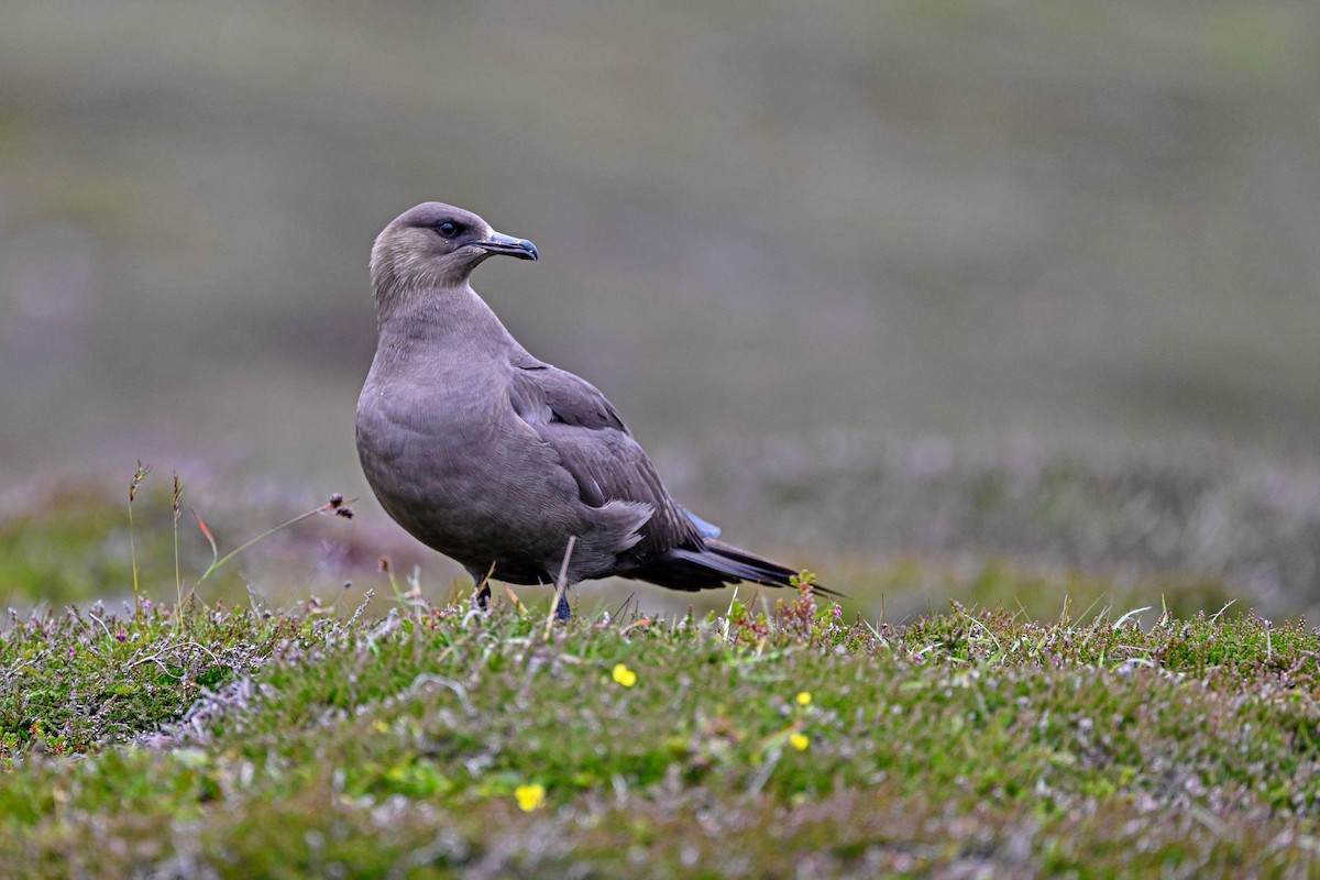 Parasitic Jaeger - ML639033597
