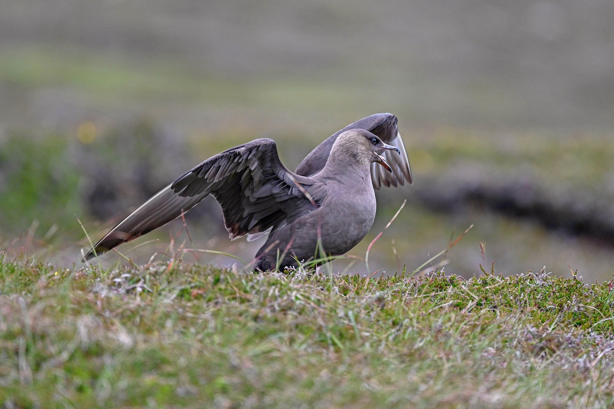 Parasitic Jaeger - ML639033598