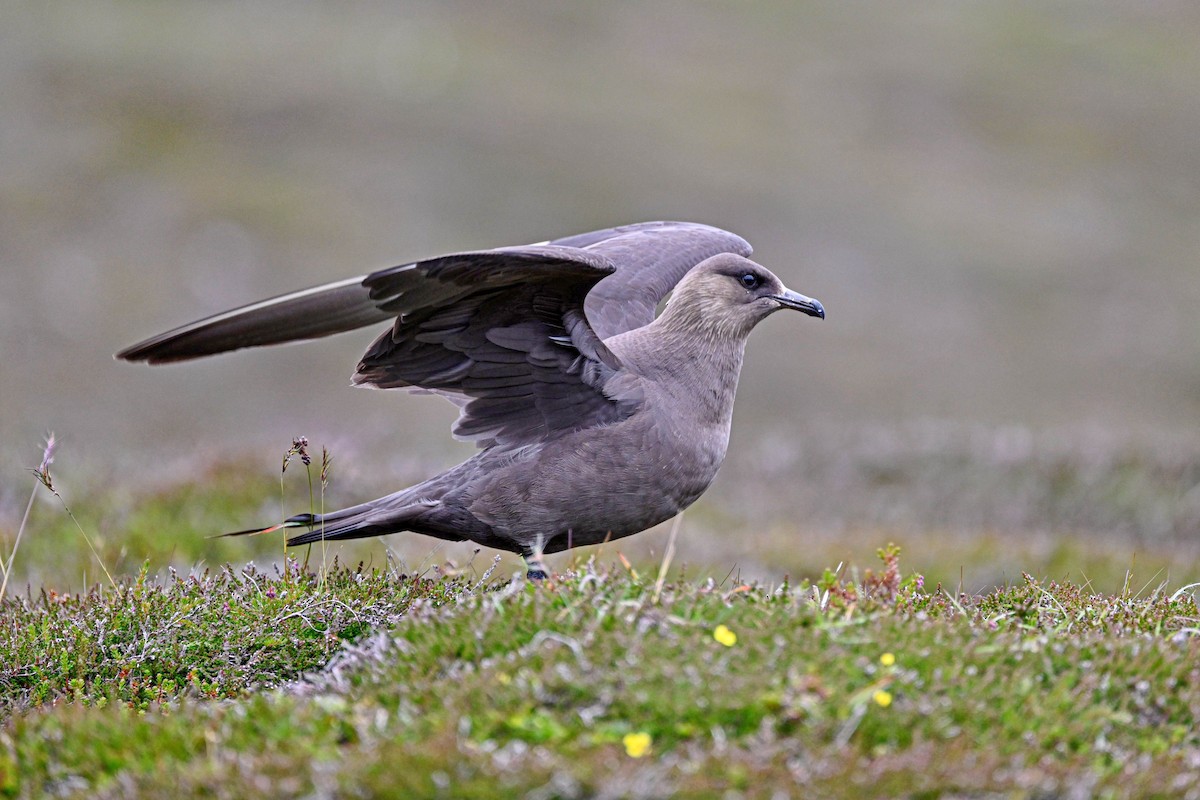 Parasitic Jaeger - ML639033599