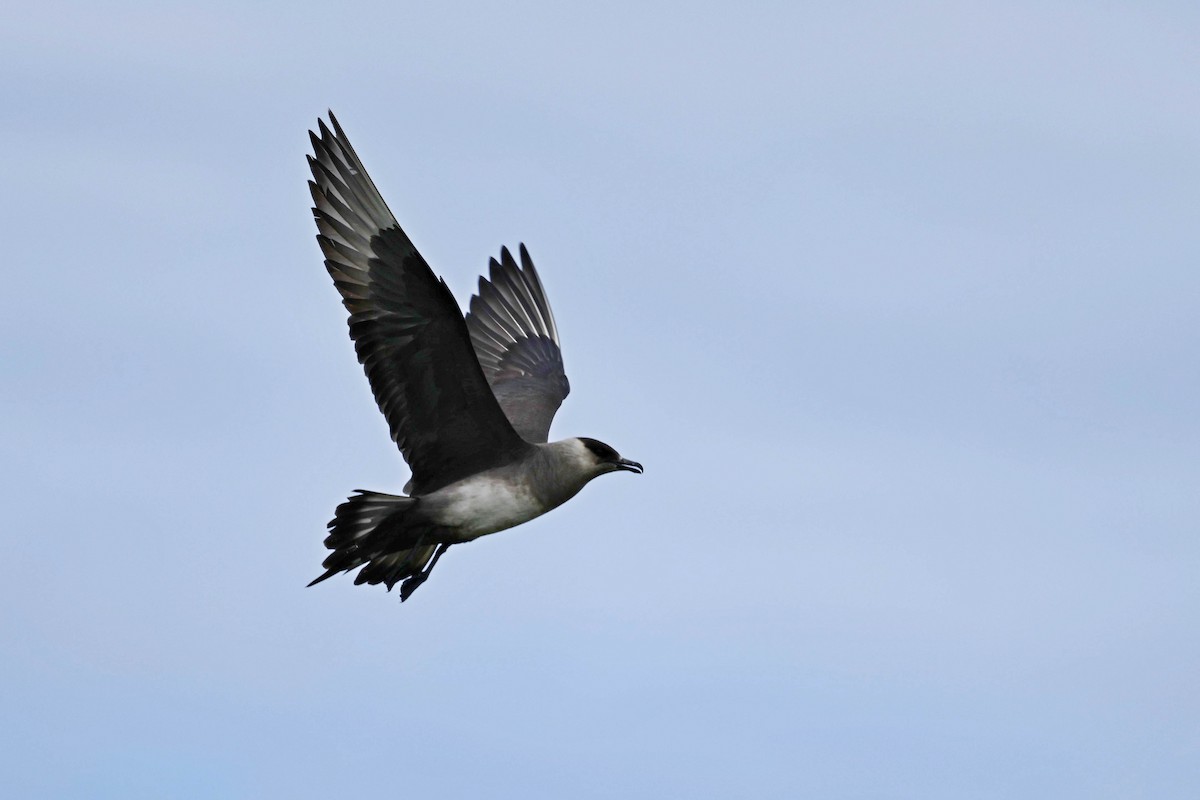Parasitic Jaeger - ML639033604