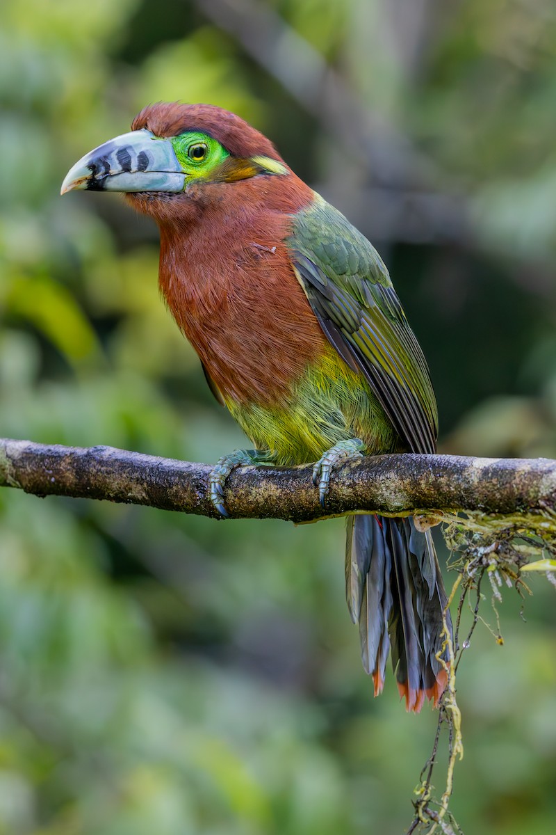 Spot-billed Toucanet - ML639033637