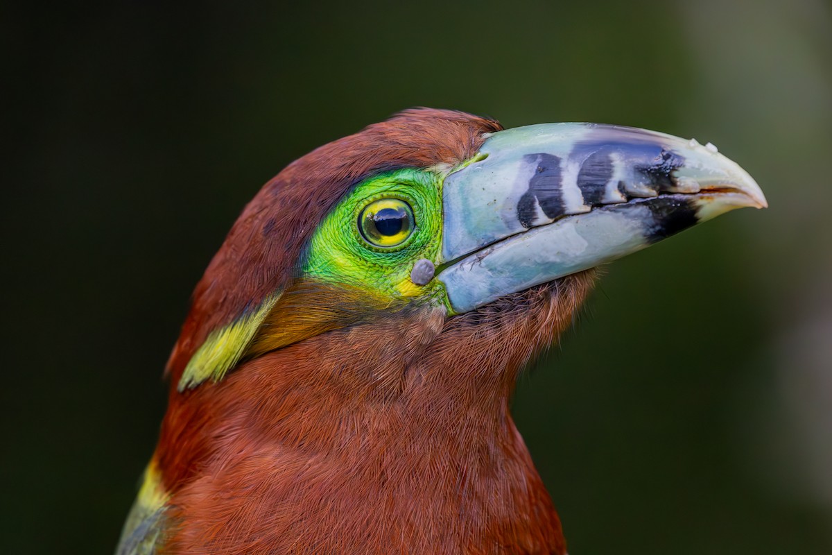 Spot-billed Toucanet - ML639033638