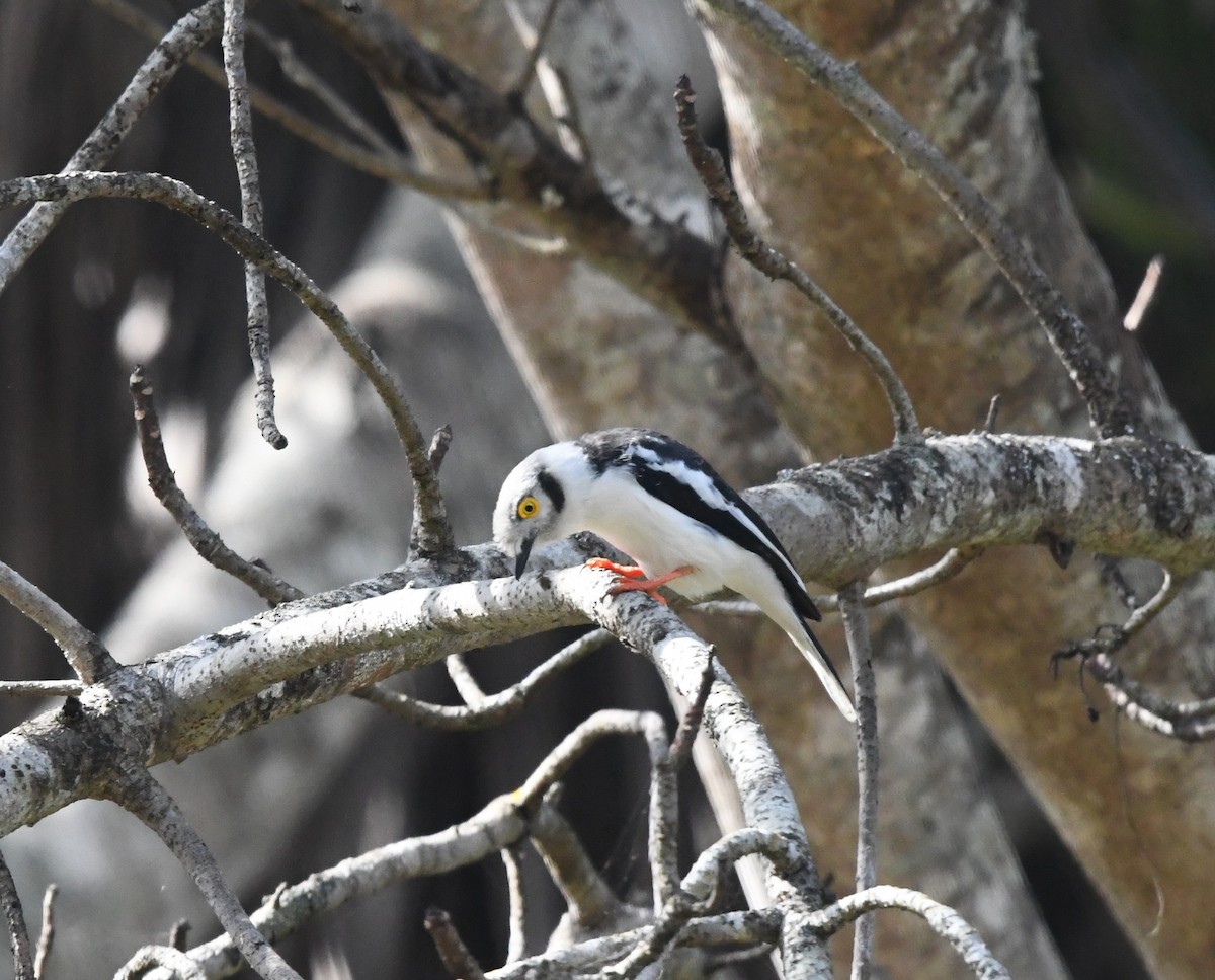 White-crested Helmetshrike - ML639033643
