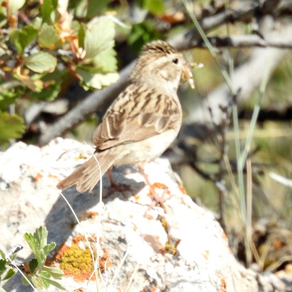 Brewer's Sparrow - ML639033736