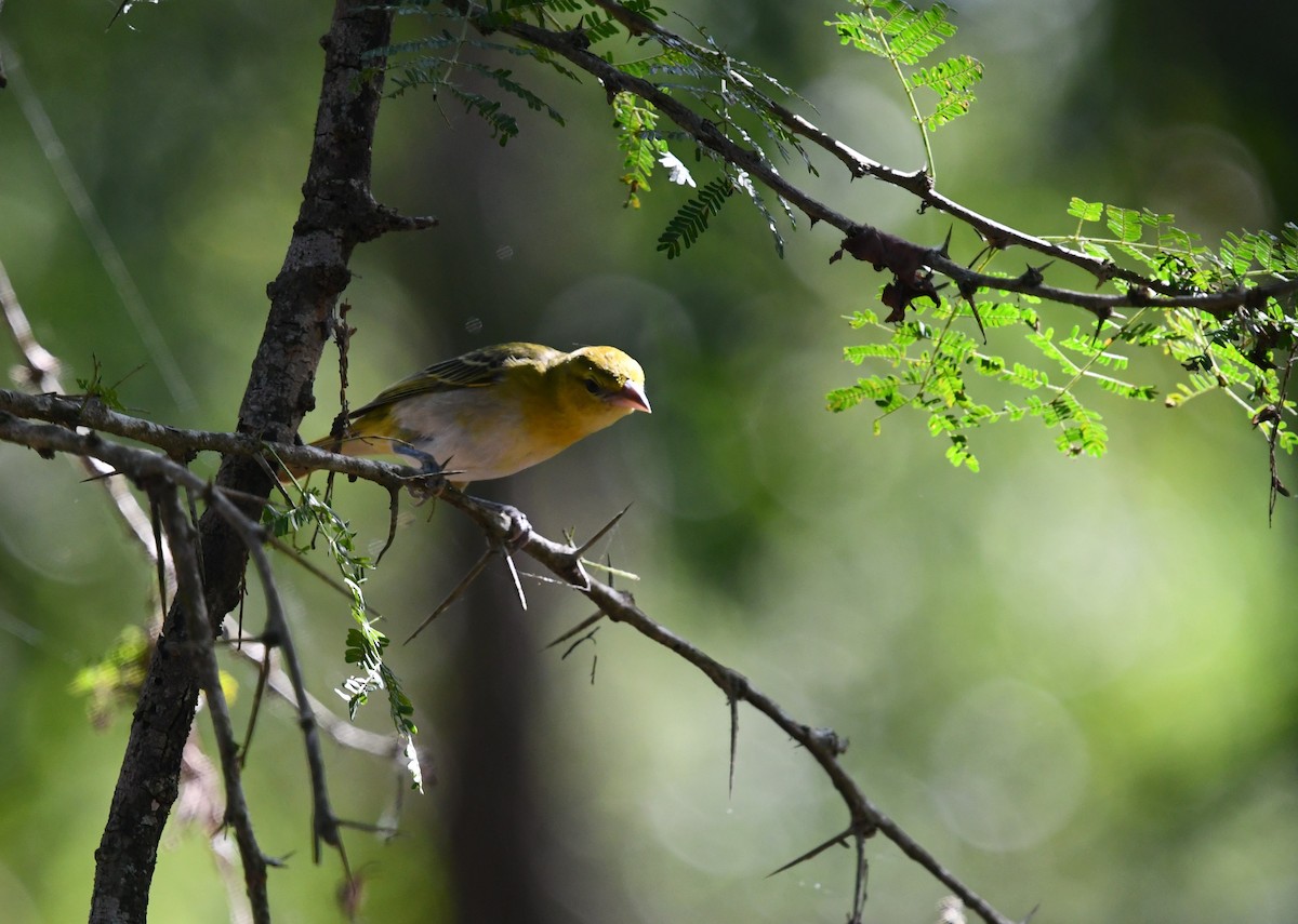 Lesser Masked-Weaver - ML639033746
