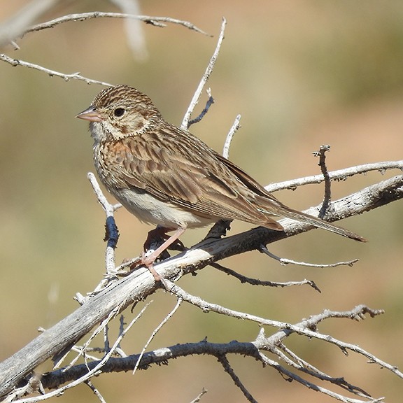Vesper Sparrow - ML639033754