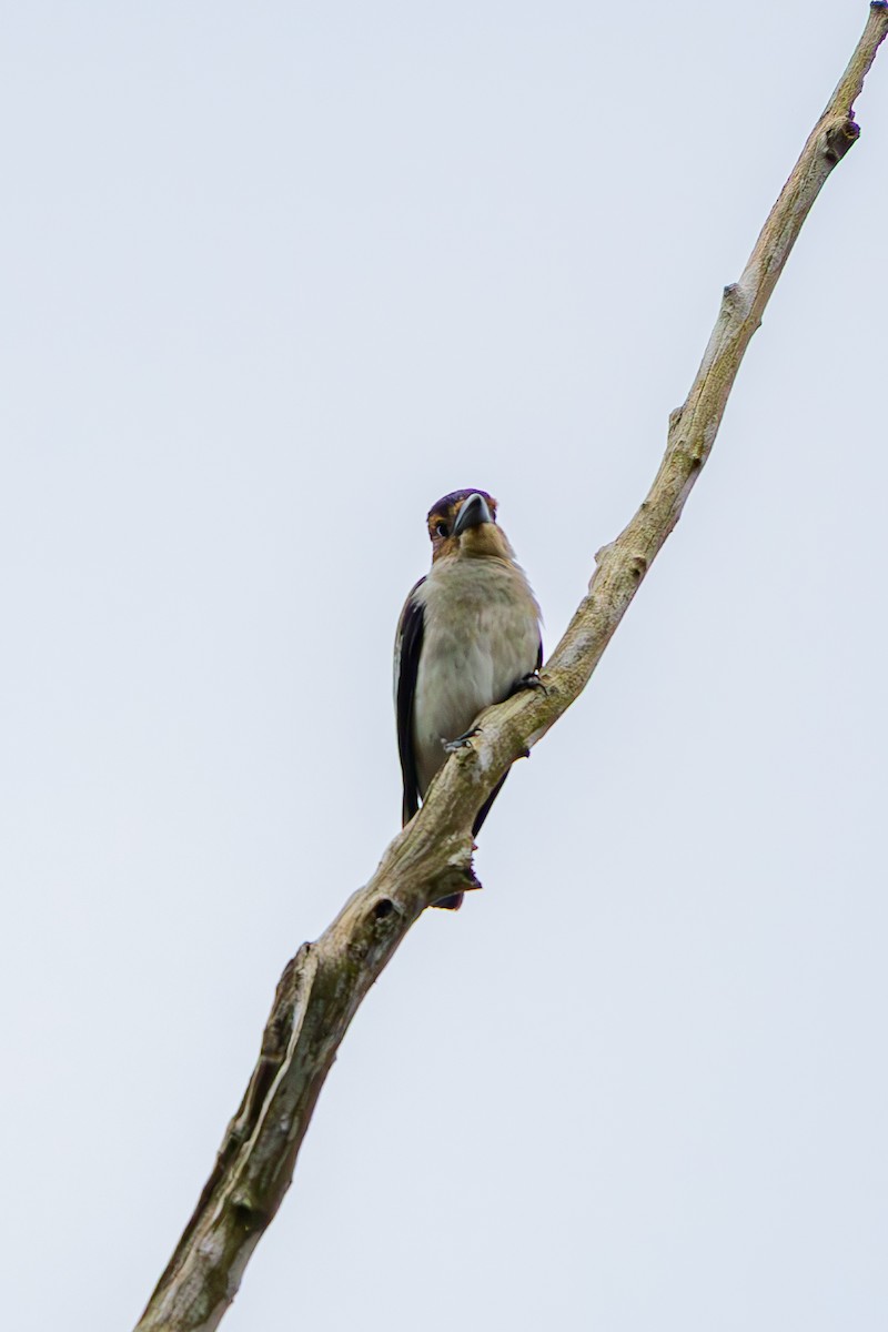 Black-crowned Tityra - ML639033937