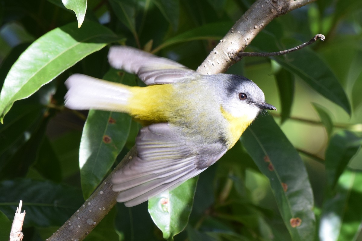 Eastern Yellow Robin - ML639034075
