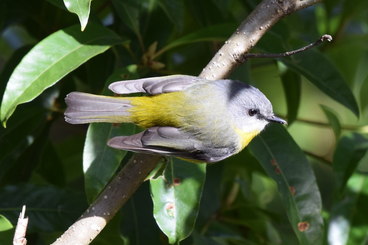 Eastern Yellow Robin - ML639034076