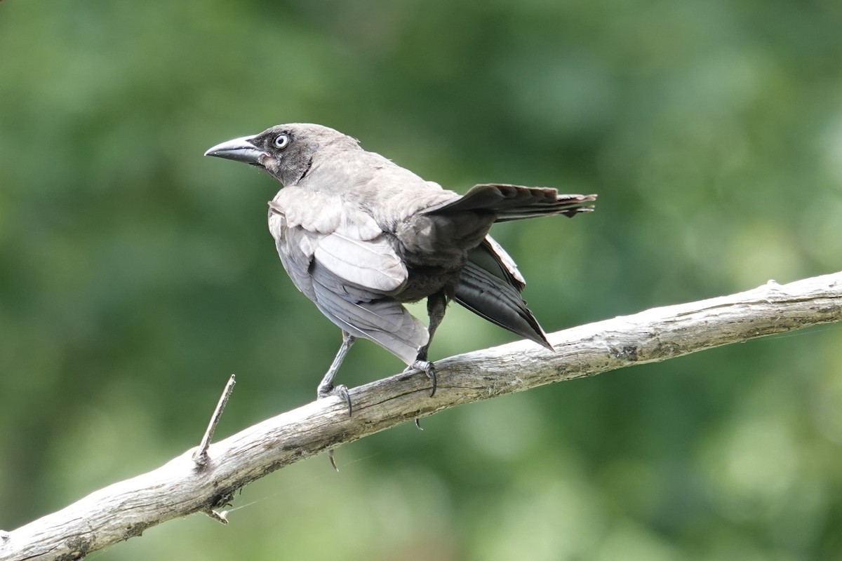 Common Grackle - ML639034119