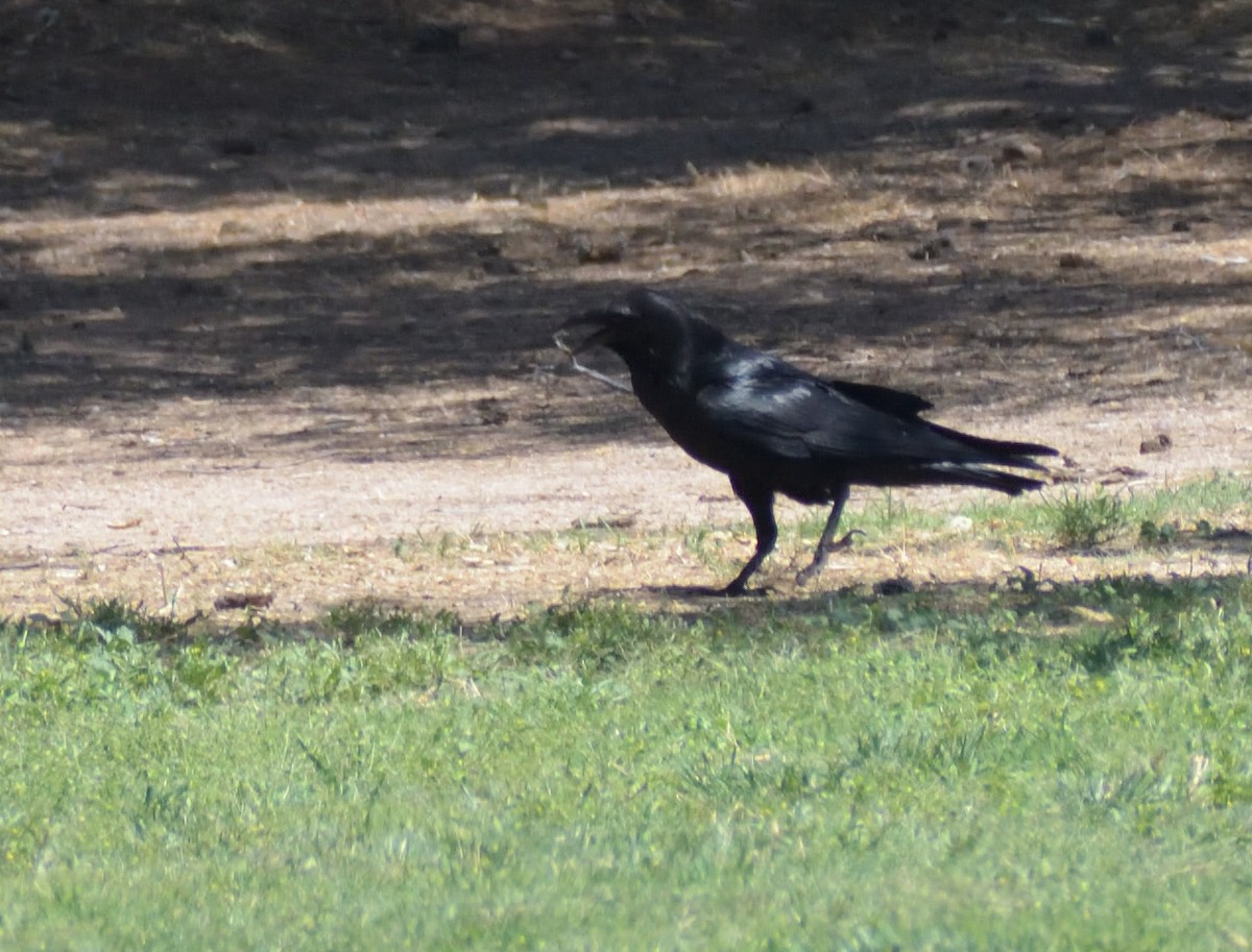 raven sp. - ML639034384