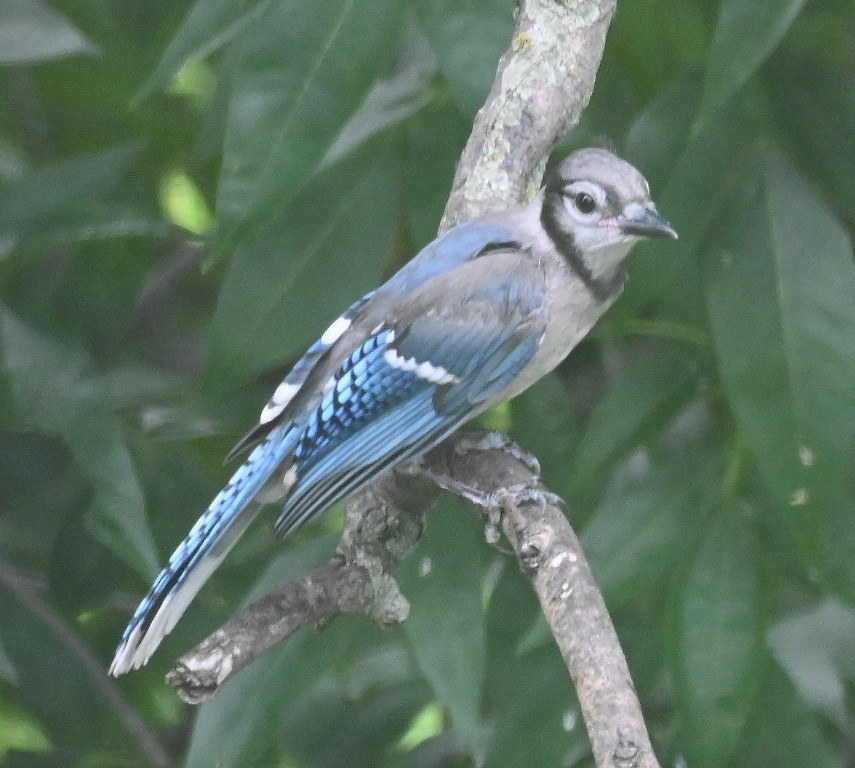 Chara Azul - ML639034401