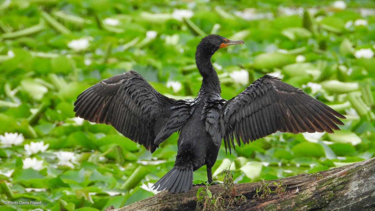 Cormorán Orejudo - ML639034405