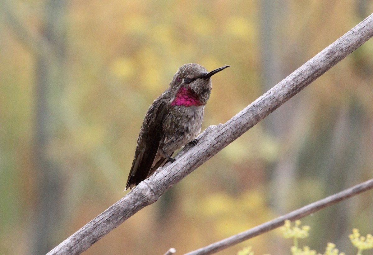 Colibrí de Anna - ML639034419