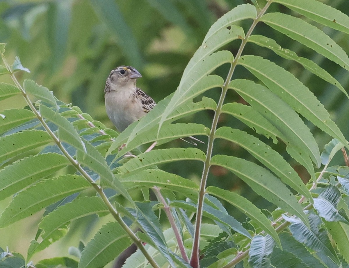 Chingolo Saltamontes - ML639034433