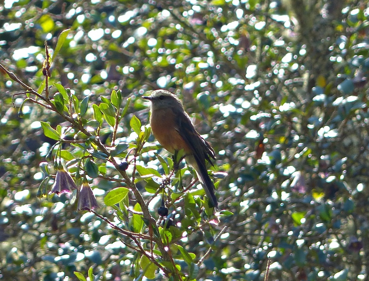 Brown-backed Chat-Tyrant - ML639034438