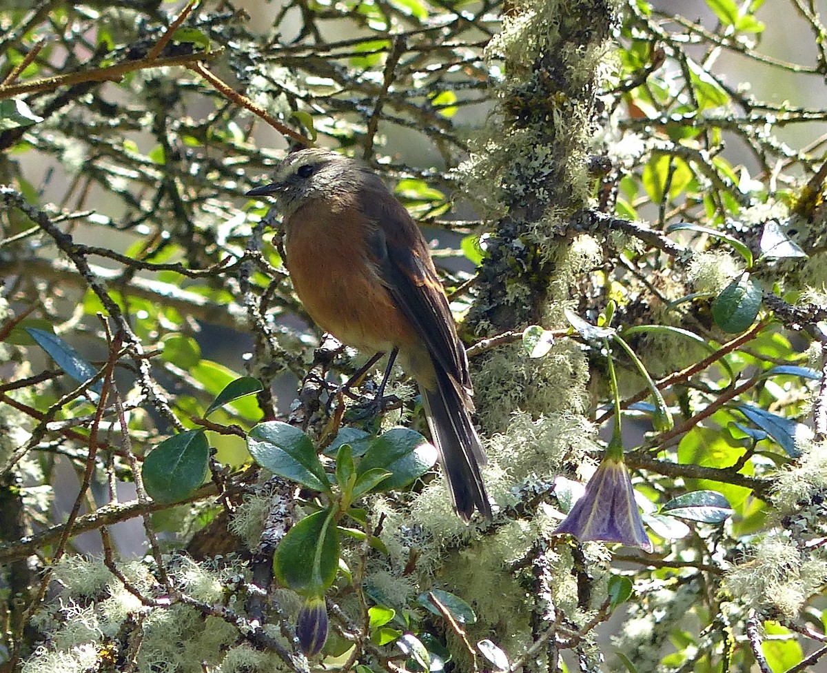 Brown-backed Chat-Tyrant - ML639034439