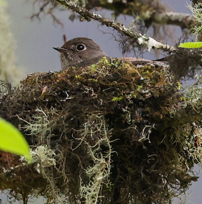 Papamoscas Siberiano - ML639034443