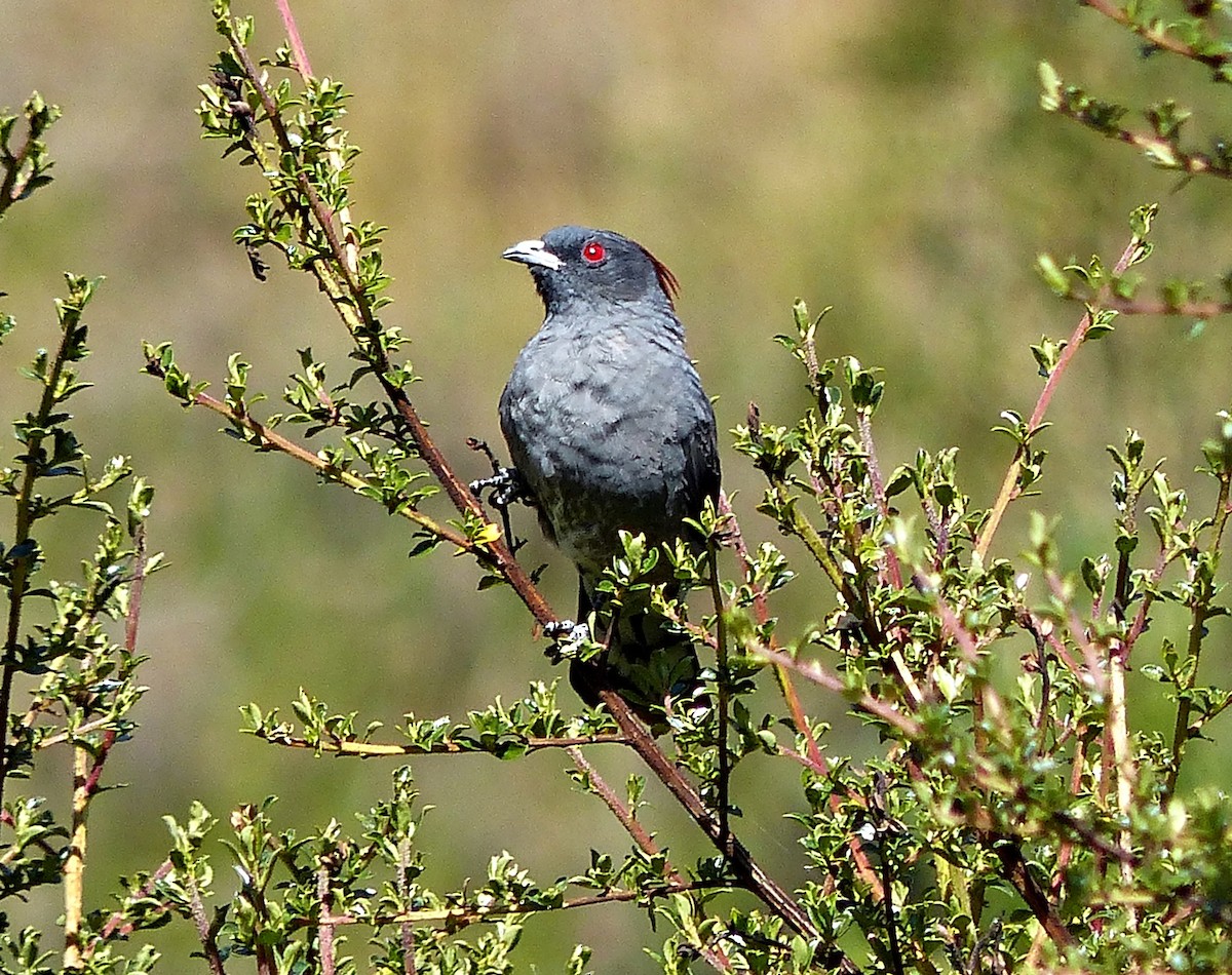 Red-crested Cotinga - ML639034486