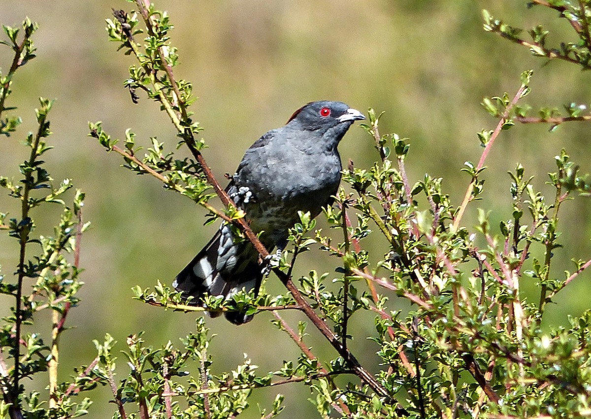 Red-crested Cotinga - ML639034487
