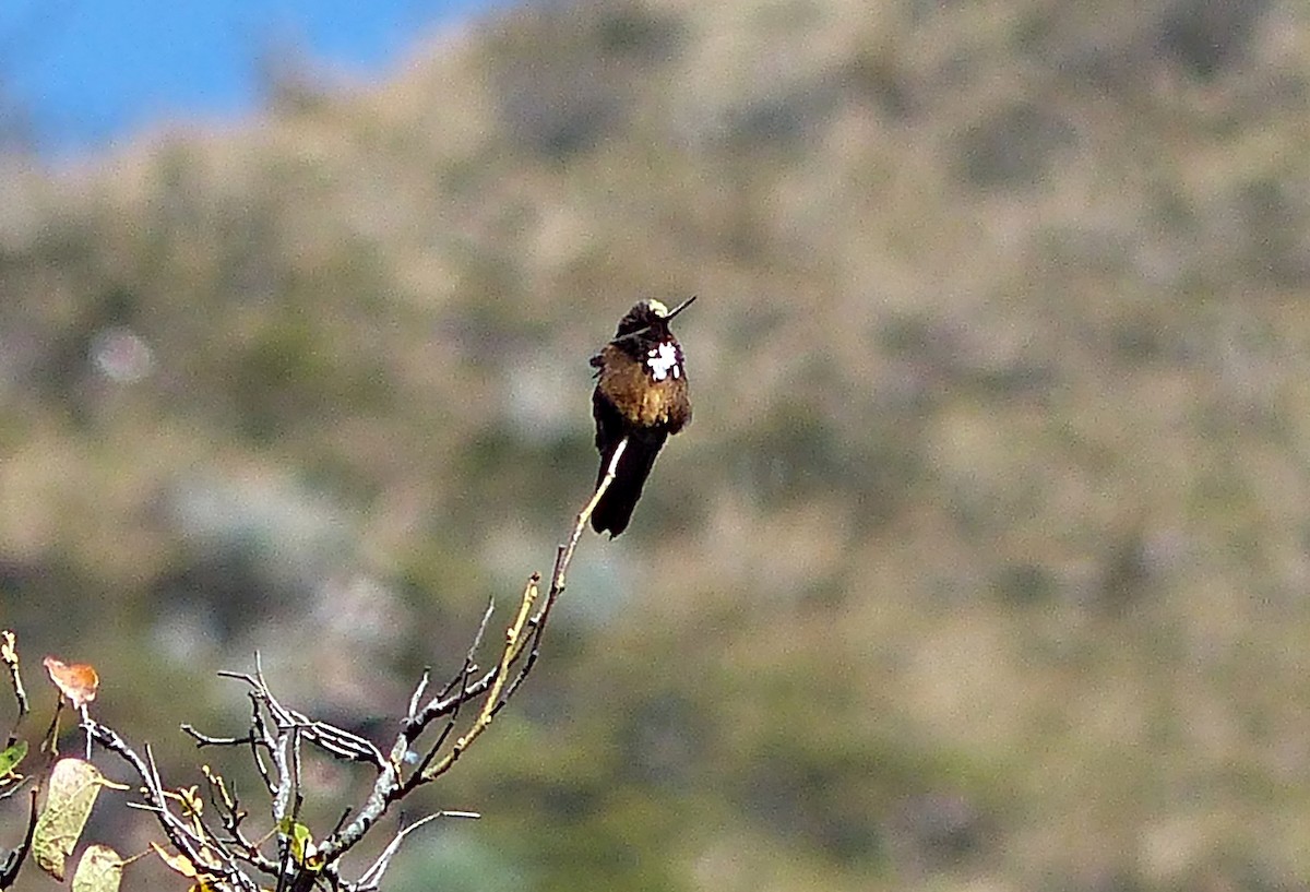 White-tufted Sunbeam - ML639034528