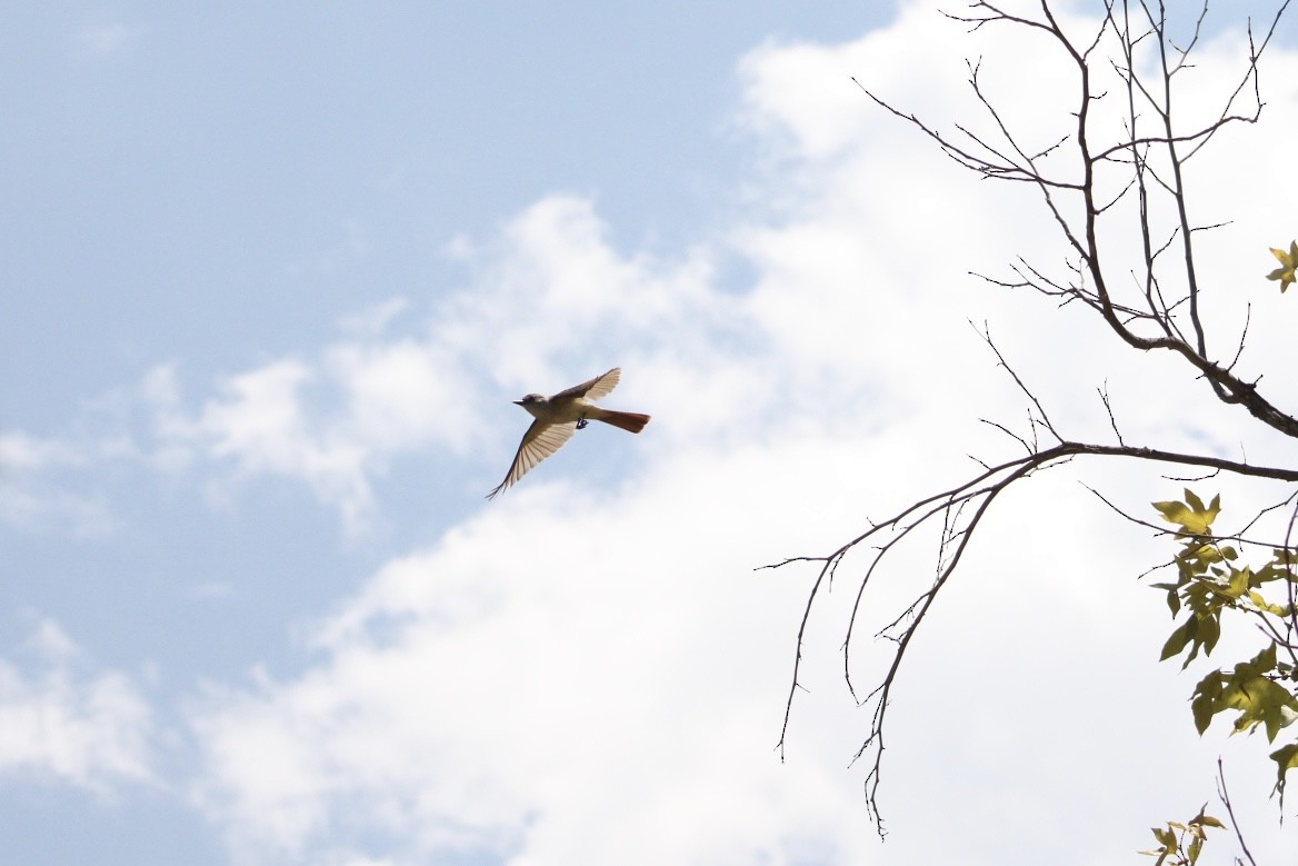 Ash-throated Flycatcher - ML639034537
